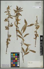 Foto von Salix alba L.